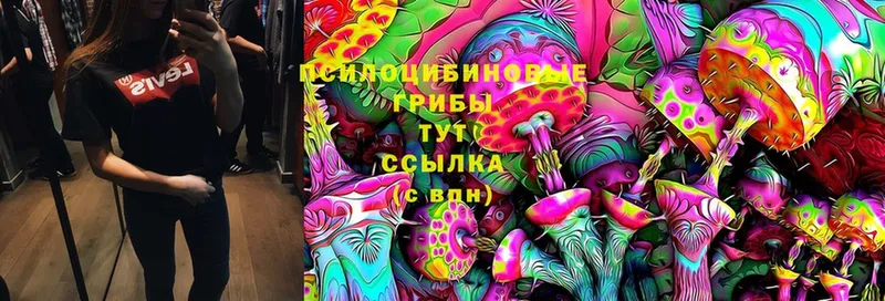 Галлюциногенные грибы Cubensis  купить   Кропоткин 